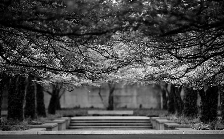 Limb From Limb, grayscale of trees, Black and White, Trees, Chicago, Monochrome, illinois, Loop, Chicagoland, Cook County, Art Institute, Art Institute Chicago, Art Institute of Chicago, chicago institute of art, south stanley mccormick memorial court, HD wallpaper
