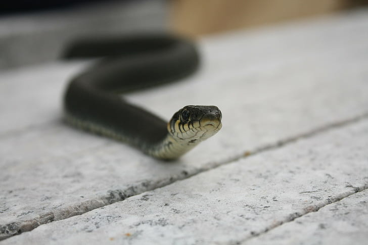 binatang, reptil, ular, Wallpaper HD