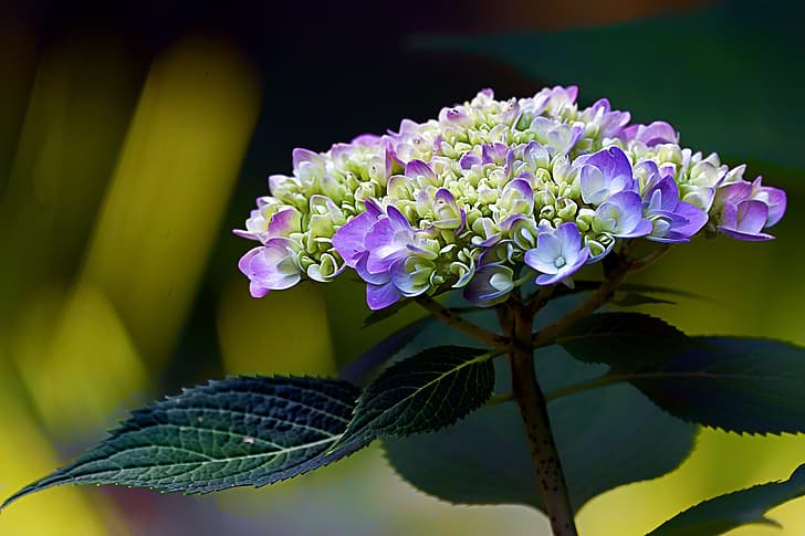 Blätter, Makro, Hortensie, Blütenstand, HD-Hintergrundbild