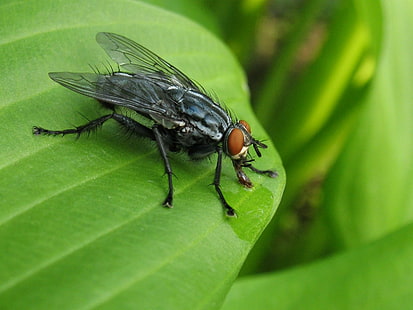 แมลงวันสีดำและน้ำตาลบนใบไม้สีเขียว, แมลงวันเนื้อ, แมลงวันเนื้อ, Mouche, Flesh Fly, สีดำและสีน้ำตาล, ด้านบน, ใบไม้สีเขียว, สัตว์, แมลง, Diptera, Sarcophagidae, ธรรมชาติแคนาดา, Canon PowerShot A620, ธรรมชาติ, บิน, แมโครระยะใกล้แมลงวัน, วอลล์เปเปอร์ HD HD wallpaper