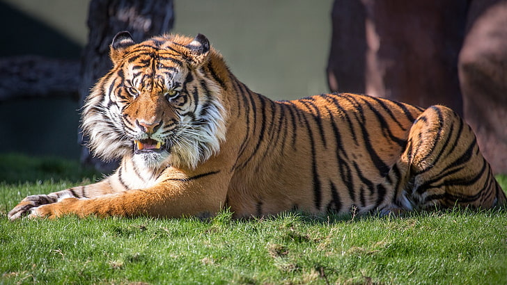 angry tiger image, HD wallpaper