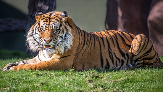 immagine di tigre arrabbiata, Sfondo HD HD wallpaper