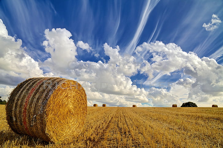 brown grass field during daytime, Straw Bale, grass, field, daytime, agriculture, blue sky, circle, cloud, copy, space, crop, cultivated, farm, gold, hay, horizontal, land, landscape, nature, nobody, urban, outdoors, rural, scene, shadow, summer  sun, rural Scene, bale, summer, sky, harvesting, cloud - Sky, wheat, yellow, straw, blue, landscaped, meadow, scenics, gold Colored, non-Urban Scene, growth, season, cereal Plant, cloudscape, HD wallpaper