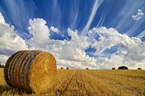 brown grass field during daytime, Straw Bale, grass, field, daytime, agriculture, blue sky, circle, cloud, copy, space, crop, cultivated, farm, gold, hay, horizontal, land, landscape, nature, nobody, urban, outdoors, rural, scene, shadow, summer  sun, rural Scene, bale, summer, sky, harvesting, cloud - Sky, wheat, yellow, straw, blue, landscaped, meadow, scenics, gold Colored, non-Urban Scene, growth, season, cereal Plant, cloudscape, HD wallpaper HD wallpaper