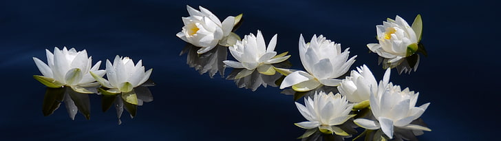 white flowers, water, Lily, white, flower, dual, multi, screen, monitor, multiple, 3840x1080, blanche, HD wallpaper