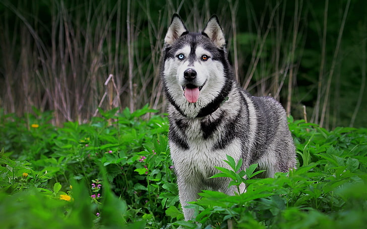 Siberian husky, pies, heterochromia, zwierzęta, Tapety HD