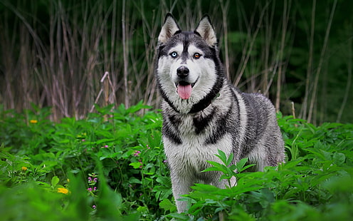 Siberian Husky, hund, heterokromi, djur, HD tapet HD wallpaper