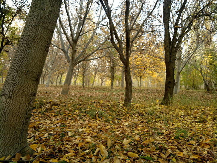 forest, trees, fallen leaves, fall, tree trunk, HD wallpaper