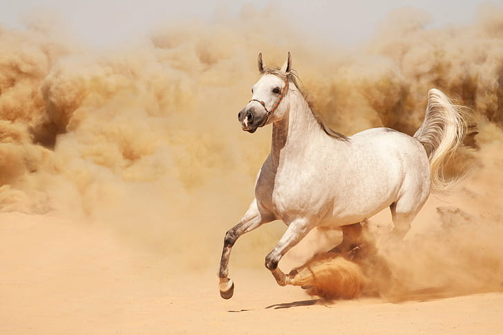vacker, damm, häst, löpning, kör, sand, HD tapet