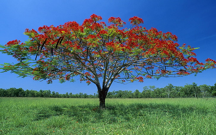 orange leafed tree, tree, lonely, shadow, krone, red, solarly, HD wallpaper