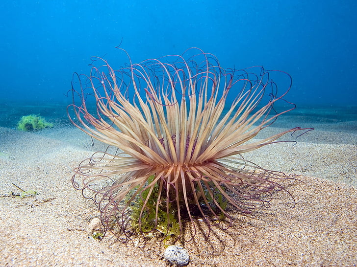 brązowa roślina morska, piasek, dno, podwodny świat, krótkie wąsy, Tapety HD