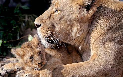 Львица и ее детеныш, львица, лев, HD обои HD wallpaper