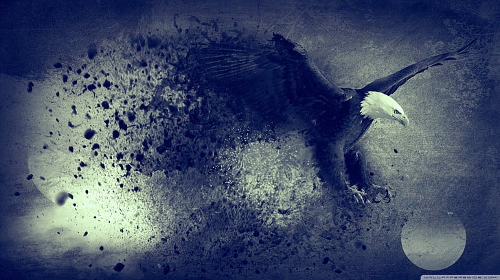 arte digital águila blanca y negra, águila calva, animales, pájaros, Fondo de pantalla HD