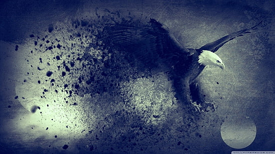 arte digital da águia branca e preta, águia americana, animais, pássaros, HD papel de parede HD wallpaper