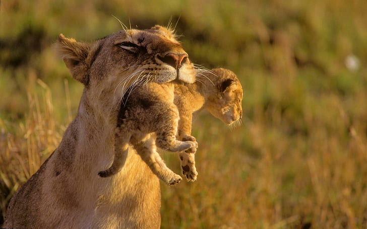 Mother Lion Her Baby HD wallpapers free download | Wallpaperbetter