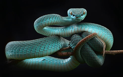 serpente verde acqua, serpente, animali, rettili, Sfondo HD HD wallpaper