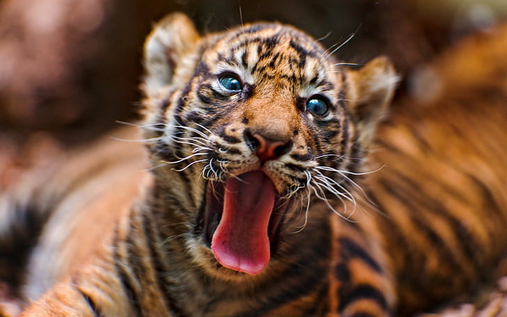 animals, tiger, cat, big cats, tongues, HD wallpaper