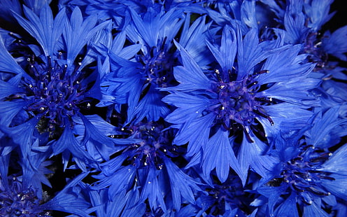 Цветя, метличина, синьо цвете, земя, цвете, HD тапет HD wallpaper