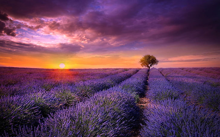 Provence Field Lavender Sunset, lawendowe pole, przyroda, kwiaty, fiolet, zachód słońca, Tapety HD