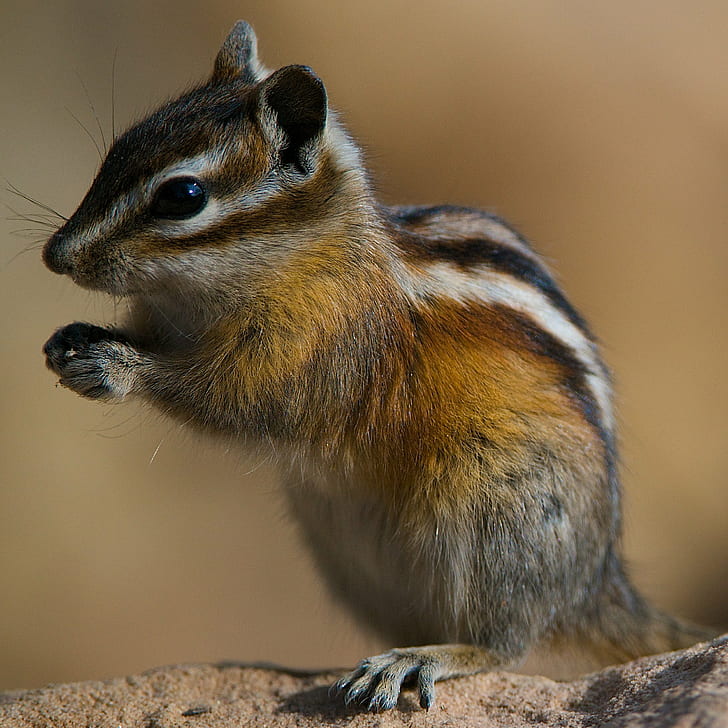closed-up photo of squirrel, colorado chipmunk, colorado chipmunk, Colorado Chipmunk, closed, up, photo, squirrel, LJ, Larry Johnson, Portfolio, Wildlife, AF, VR, Zoom, Nikkor, f/4G, IF, ED, walnut, excellence, Nature, animal, rodent, cute, mammal, small, animals In The Wild, brown, HD wallpaper