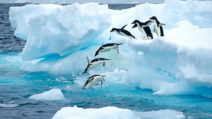 Пингвини Адели, Антарктически полуостров, Антарктида, HD тапет