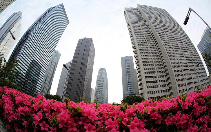 zwei graue Metallautorampen, Stadtbild, Stadt, Gebäude, fisheye Objektiv, rosafarbene Blumen, Wolkenkratzer, HD-Hintergrundbild