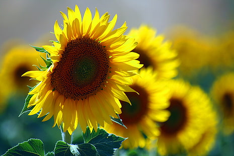 närbild foto av gula solrosor, solrosor, solrosor, närbild, foto, gul, solros, natur, jordbruk, sommar, växt, blomma, fält, utomhus, landsbygdsscen, himmel, kronblad, utsäde, solljus, tillväxt, närbild, HD tapet HD wallpaper