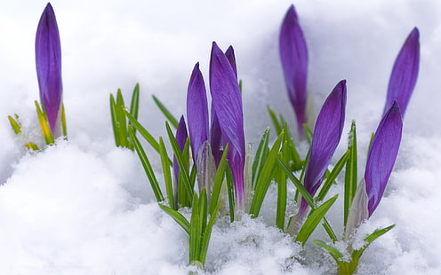 фиолетовые крокусы, крокусы, цветы, снег, листья, весна, HD обои HD wallpaper