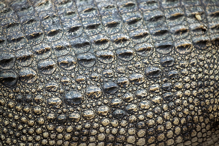 black crocodile, leather, crocodile, texture, skin, HD wallpaper