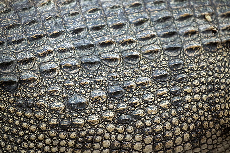 czarny krokodyl, skóra, krokodyl, tekstura, skóra, Tapety HD HD wallpaper