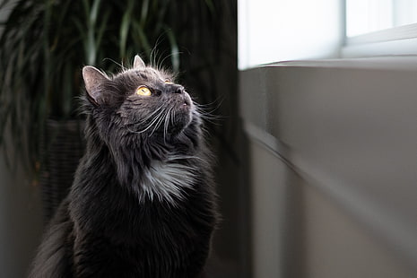 gato, fofo, observador, cinza, HD papel de parede HD wallpaper