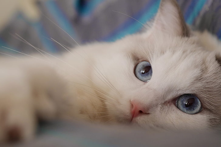 gatto, sguardo, muso, occhi azzurri, Ragdoll, Sfondo HD