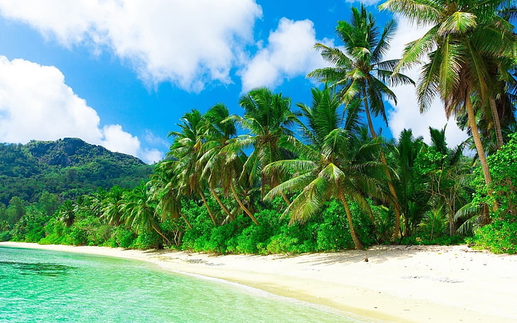 палмово дърво, природа, пейзаж, плаж, море, пясък, палми, облаци, хълмове, тропически, празник, HD тапет