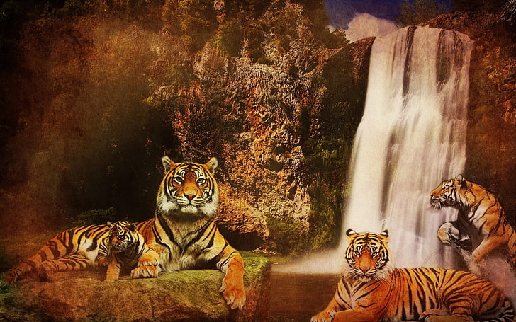 tigrar nära vattenfall digital tapet, tigrar, vattenfall, berg, bakgrund, katt, vatten, stenar, rovdjur, HD tapet