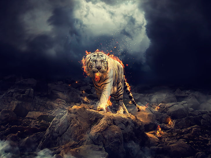 Fire, CGI, White Tiger, HD wallpaper