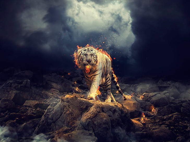 White Tiger, Fire, CGI, HD, Tapety HD
