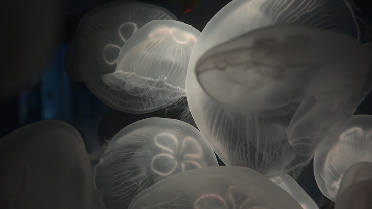 природа, подводный, море, животные, медузы, глубокое море, прозрачность, HD обои