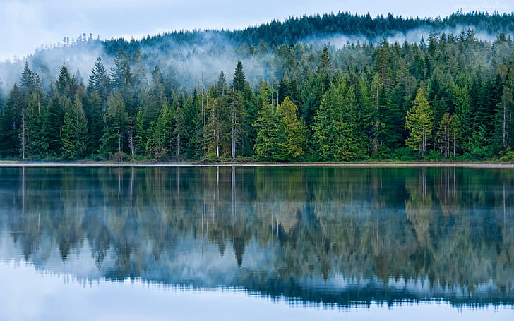 Reflexão no lago Pine Forest nevoeiro Hd papel de parede, HD papel de parede