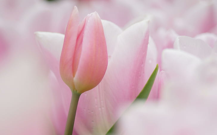 *So soft and pale*, soft, nature, pastel, tulips, pale, flowers, pink, HD wallpaper