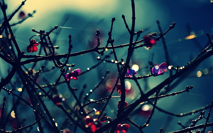 black twigs, dew in branches in selective focus photography, macro, branch, plants, nature, HD wallpaper