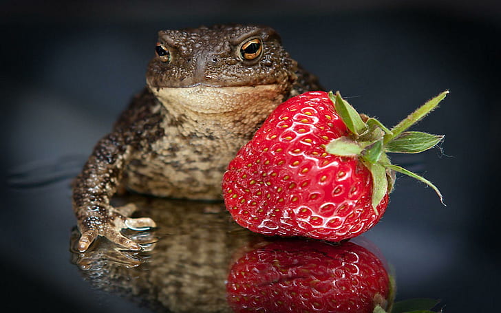 A Strawberry For A Kiss, animals, strawberry, frogs, kiss, HD wallpaper
