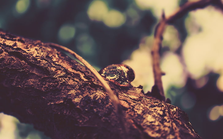 selektywna fotografia ostrości ślimaka na gałęzi drzewa, przyrody, drzew, Tapety HD