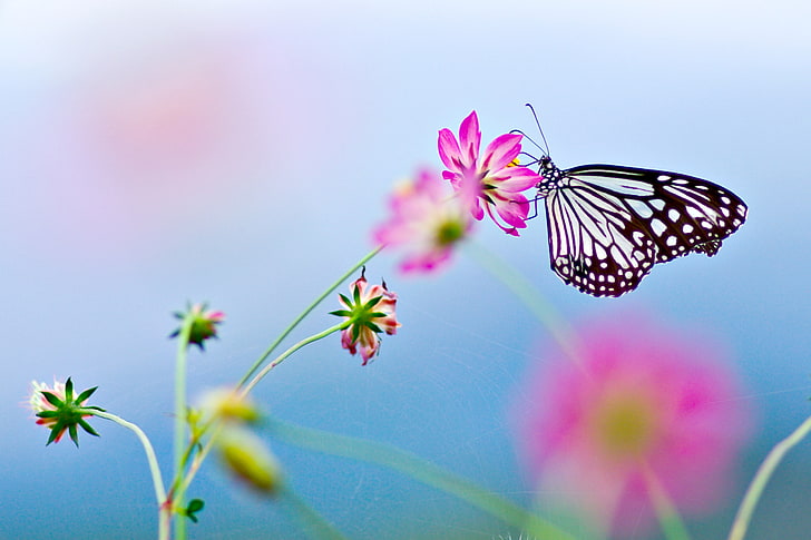 papillon cerf-volant en papier, fleurs, lépidoptères, insecte, macro, Fond d'écran HD