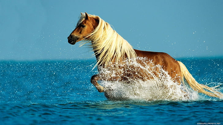 Fotos de caballos HD fondos de pantalla descarga gratuita | Wallpaperbetter