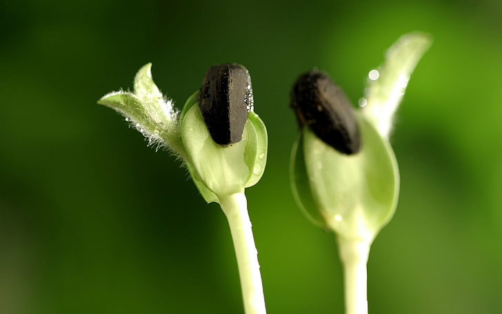 zwei grüne Pflanzen, Pflanze, Blume, Staubblatt, HD-Hintergrundbild