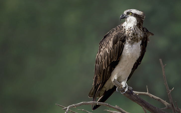 Bird falcon osprey, white and brown eagle, Osprey, Bird, Nature, falcon, HD wallpaper