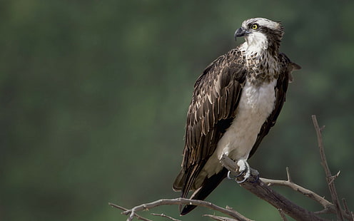 Águila pescadora halcón, águila blanca y marrón, águila pescadora, pájaro, naturaleza, halcón, Fondo de pantalla HD HD wallpaper