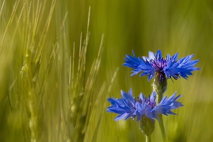 الزهور ، زهرة الذرة ، الزهرة الزرقاء ، الزهور ، الطبيعة، خلفية HD