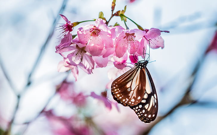 Farfalla, ramoscello, fioritura di sakura, fiori rosa, primavera, sfocatura, farfalla, ramoscello, Sakura, fioritura, rosa, fiori, primavera, sfocatura, Sfondo HD