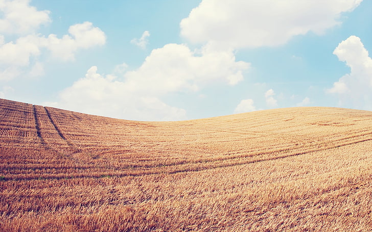 brown grass field, landscape, sky, field, clouds, HD wallpaper